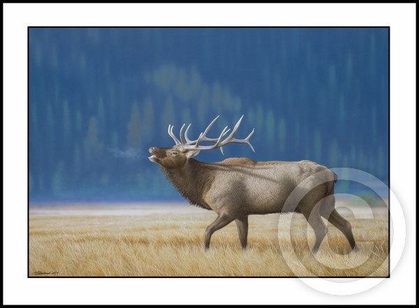 Elk Bugling in Morning Mist