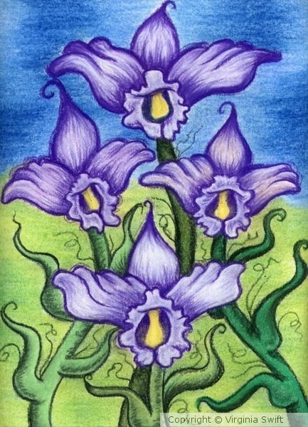 Purple Iris