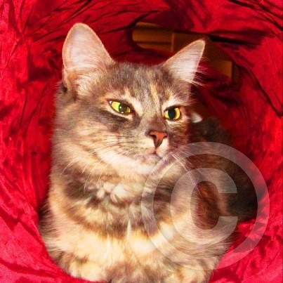 Cat in Tube