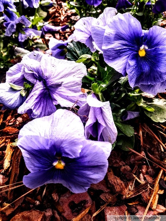 Lavender her