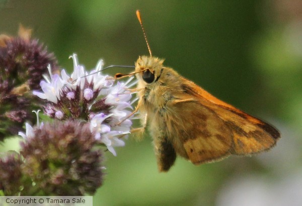 Skipper Butterfly