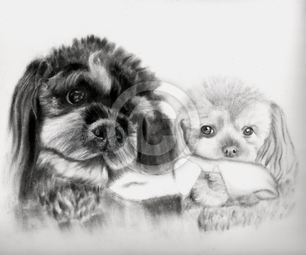 Two pups share a sock