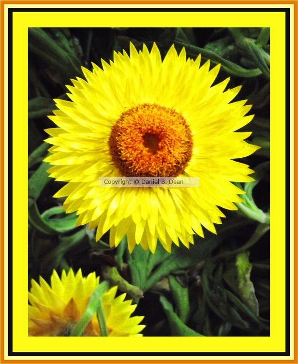 Big Yellow Border 1