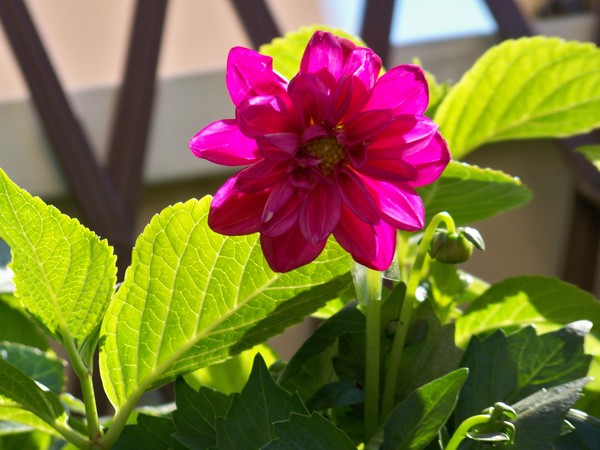 DAHLIA