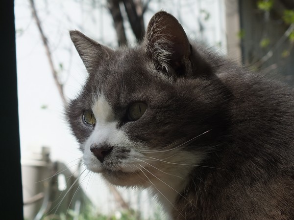 Sammy