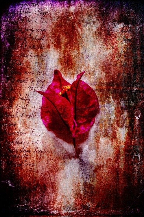 Solitude