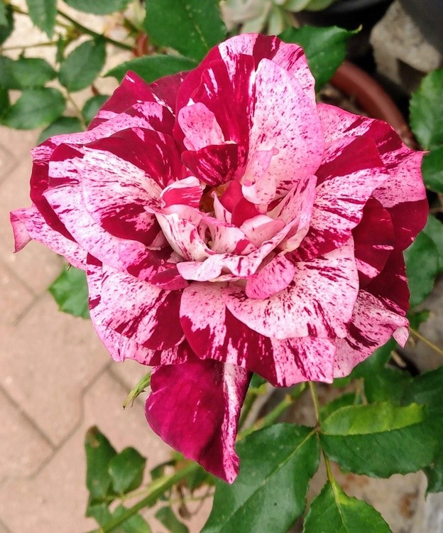 Karen Muro red/pink rose