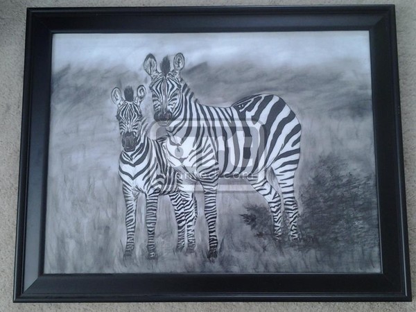 zebra