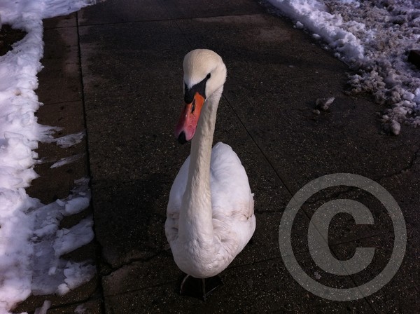 bayswan