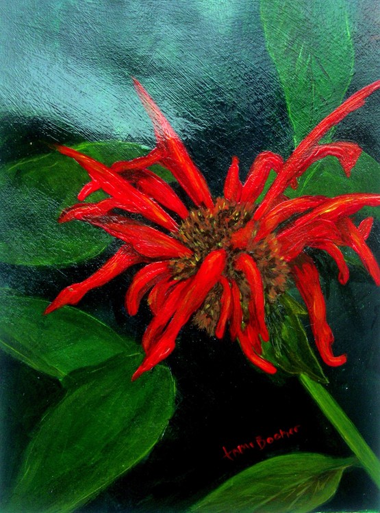 Bee Balm