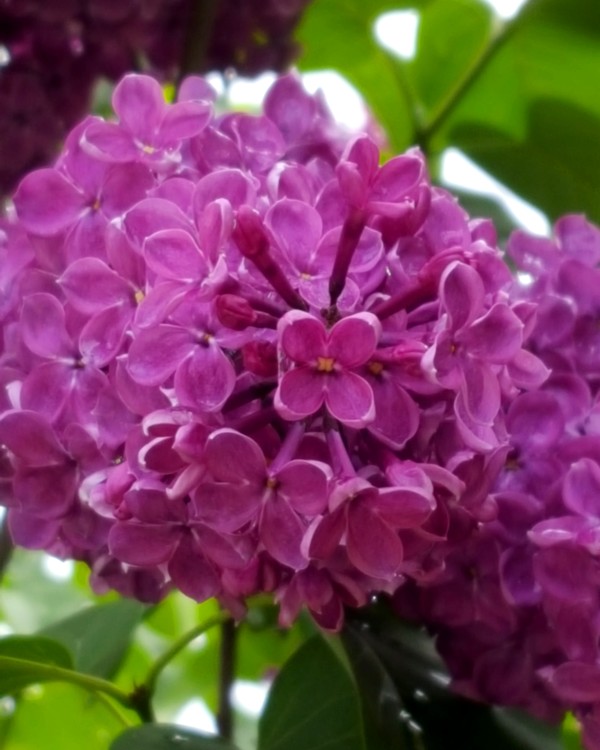 Lilac