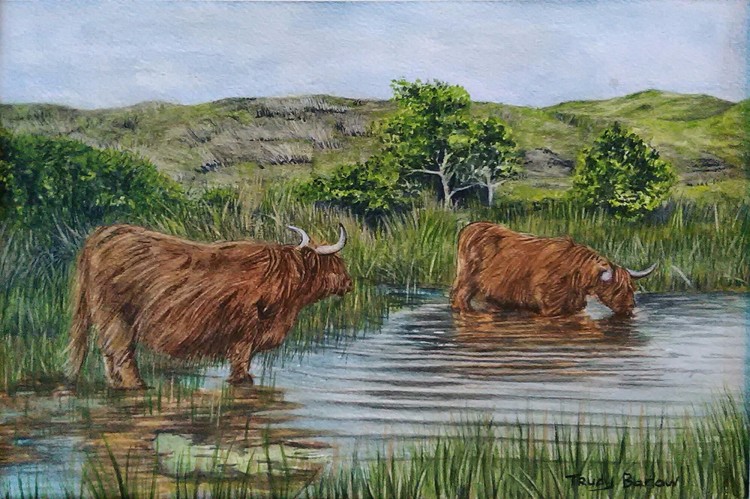 Highland cows