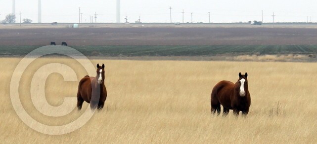 horses