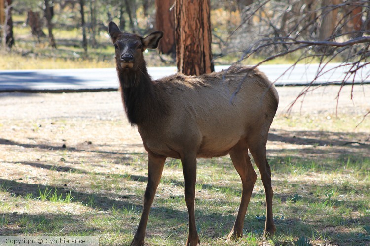 Elk
