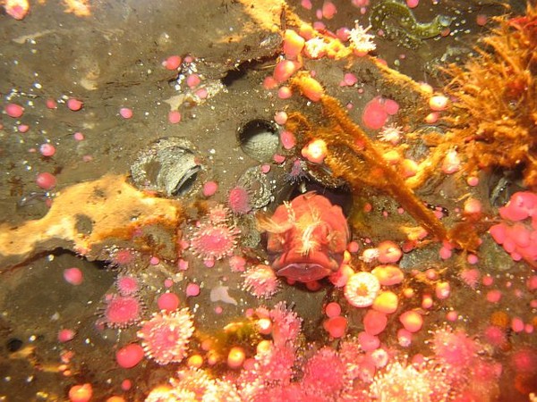 Trippin' Under The Sea