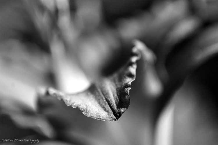 Lily Study 3 in Black and White