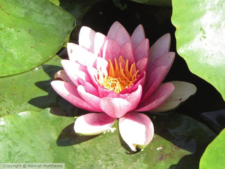 Water Lily