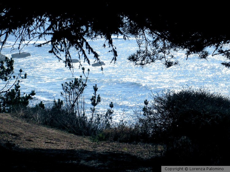 A Patch of Sea