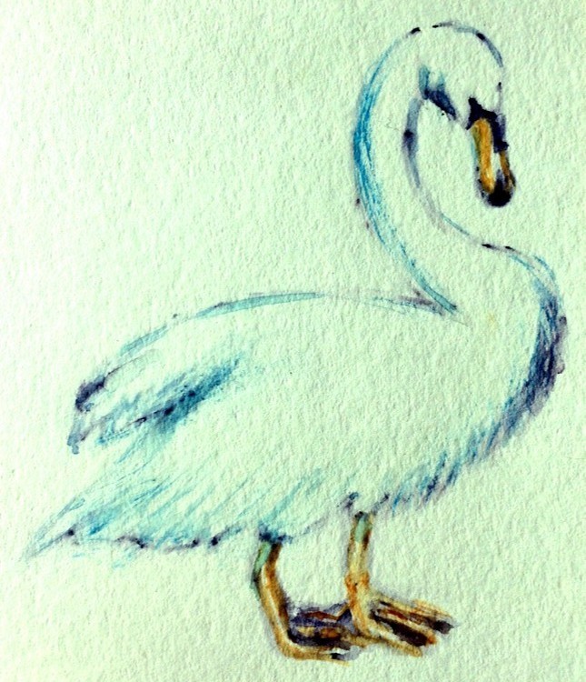 Swan Watercolor