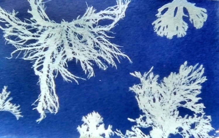 Seaweed Cyanotype