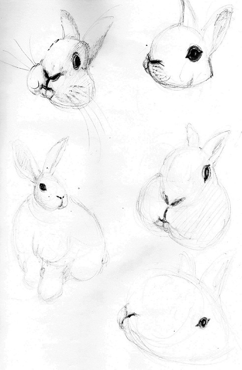 Kids Book Bunny Sketches