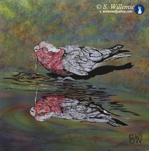 Galah reflection: Precious water