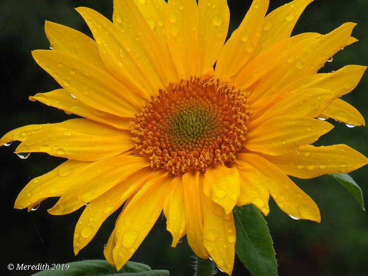 Sunny Flower