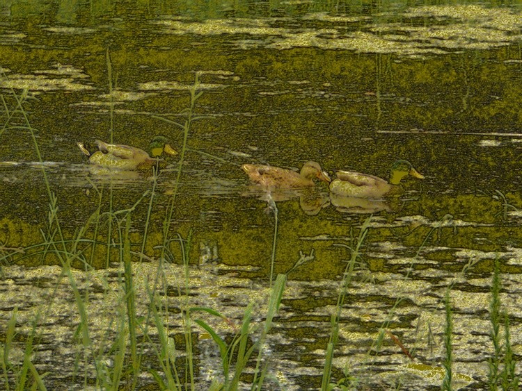 SAM0935 Color Pencil Three Ducks