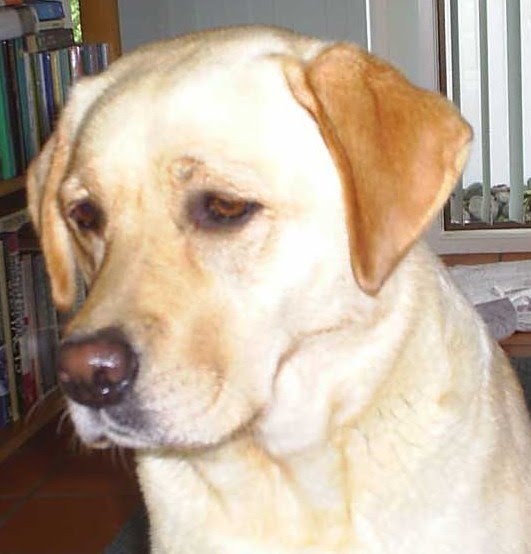 Yellow Labrador