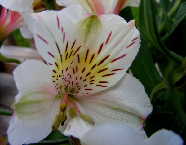 White Colombia 12