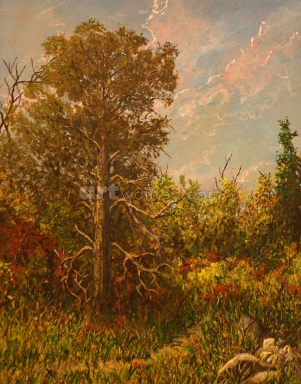 Old Pine