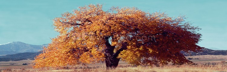 Orange leaf tree