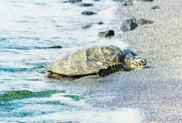Turtle on beach
