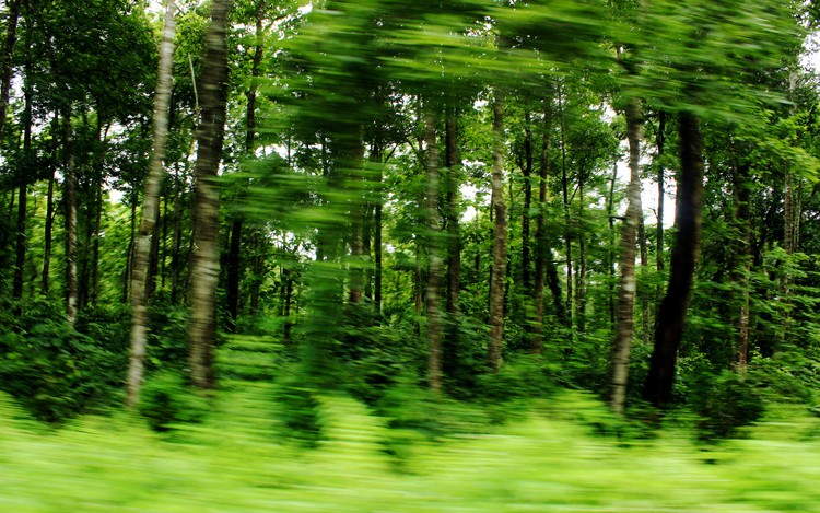 North Bengal greens