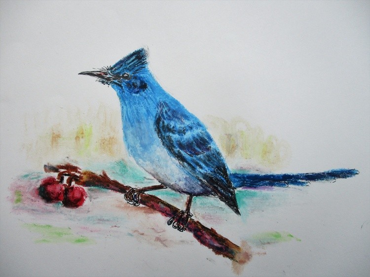 African blue flycatcher