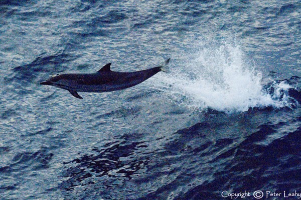 Dolphin
