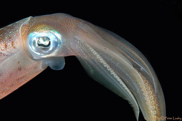 Squid IV