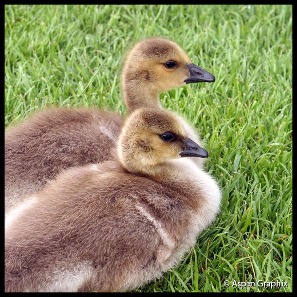 Canadian Goslings