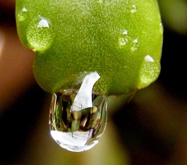 Falling drop