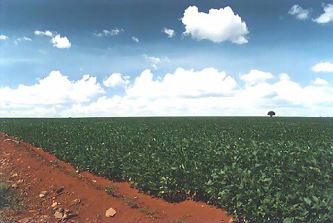 soy plantation