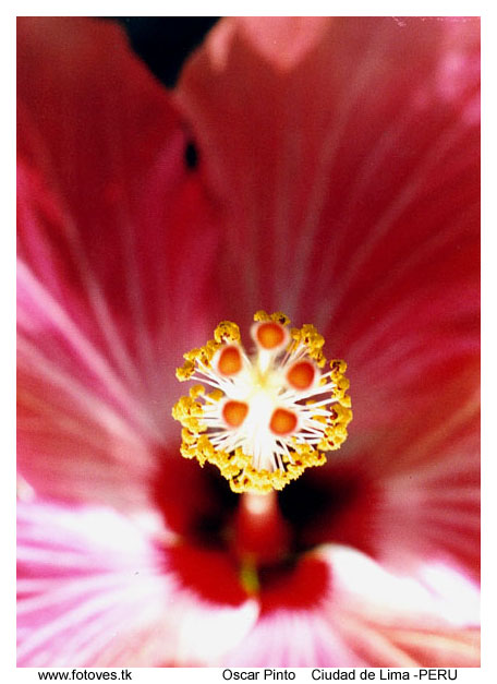 Hibiscus