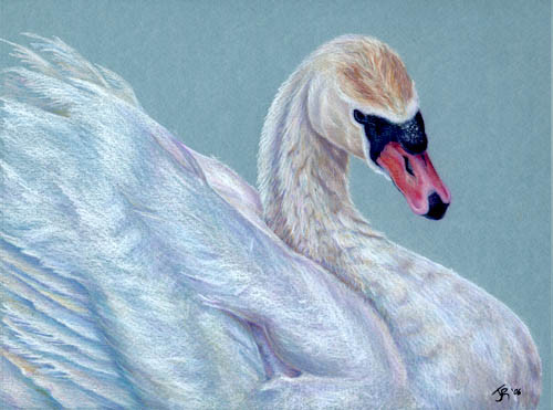 Ugly Duckling