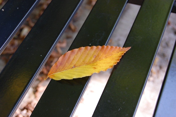 Leaf