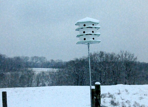 Snowy Field