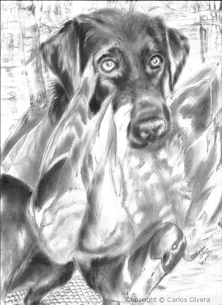 barker