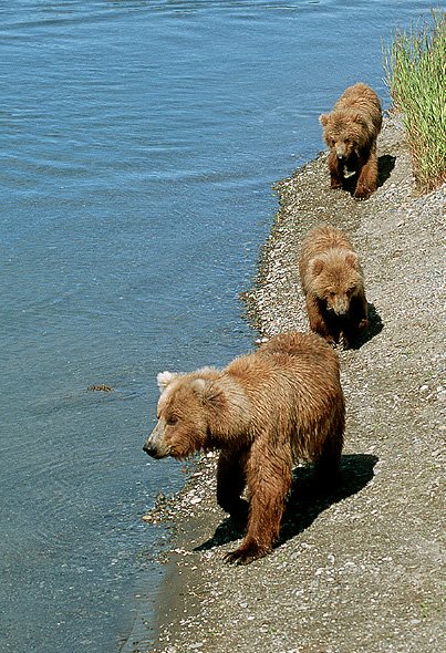 Mother with Cubs