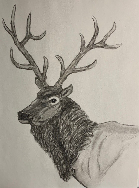 Elk with antlers 2020