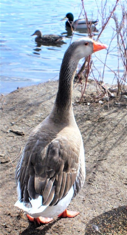 Duck, Duck, Goose