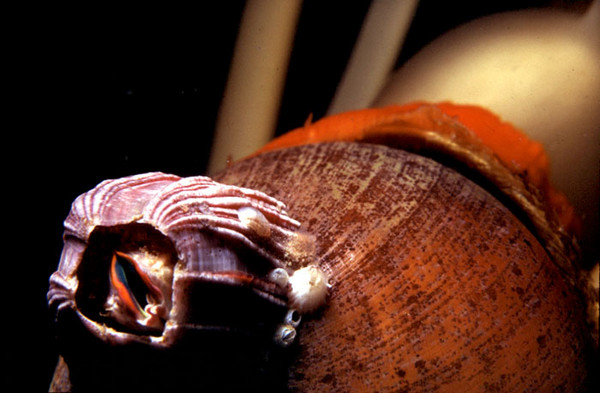 Barnacle