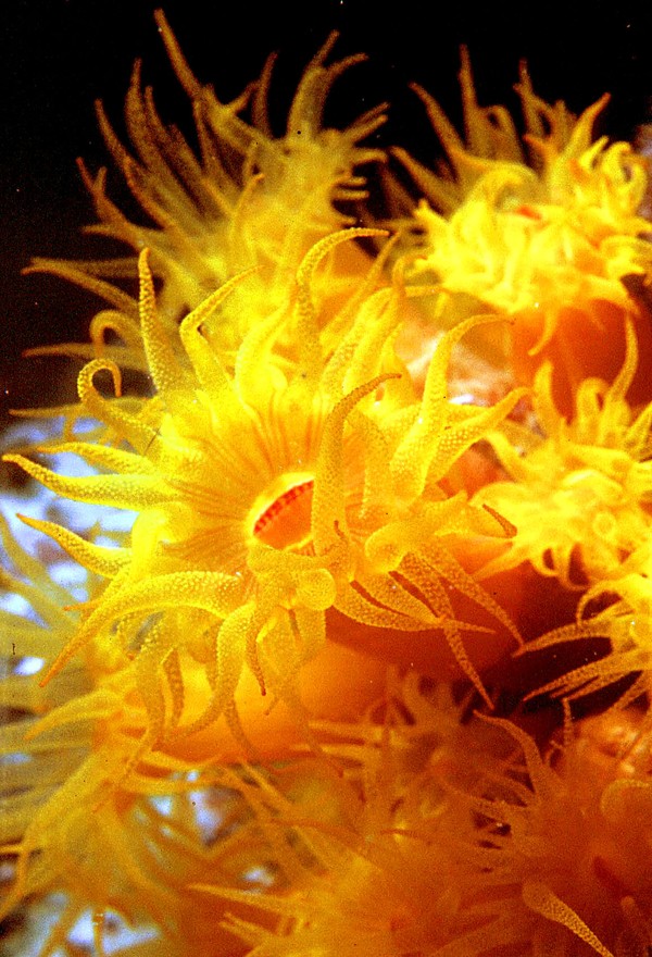 Night Blooming Coral